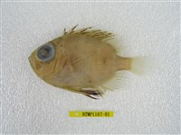 藏品(大鱗大眼鯛)的圖片